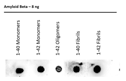 Dot blot using anti-amyloid beta 1-11 rabbit antibodies